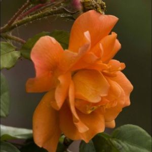 Meet your Posher, Maxim